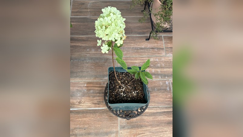 道の駅で買って植え替えた紫陽花(ライムライト)